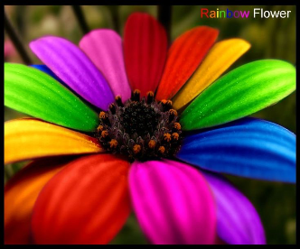 Close-up of a colorful rainbow flower with petals in various vibrant hues including pink, purple, orange, yellow, and green.