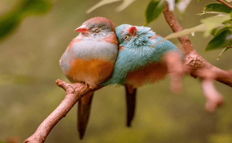 Two colorful birds perched closely together on a branch, showing affection.