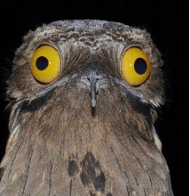 Close-up image of a bird's face with large yellow eyes and a mottled brown and gray plumage, resembling tree bark.