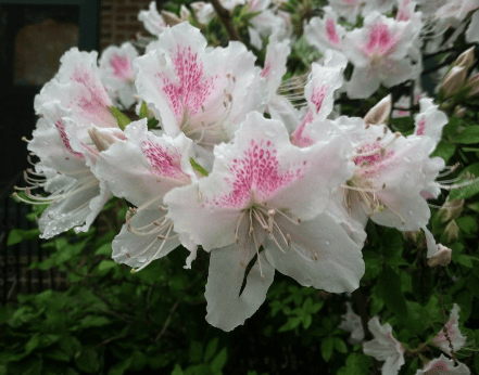 Close-up of vibrant white azalea flowers with pink markings, surrounded by green foliage and droplets of water.