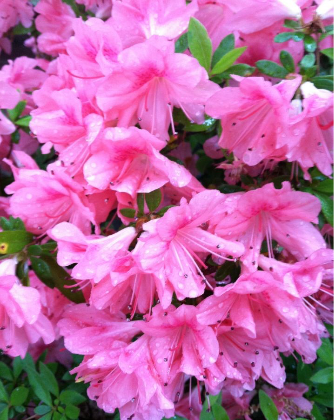 Close-up of vibrant pink azalea flowers with dew drops on the petals.