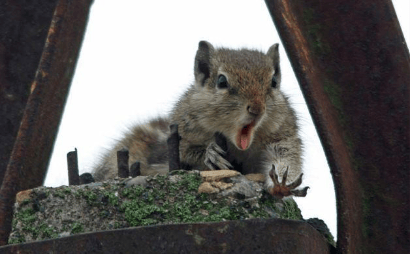 A close-up of a squirrel with its mouth open, sitting on a moss-covered rock surrounded by metal structures and nails.