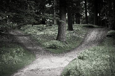A forest scene showing a forked path with two trails diverging in a lush green setting.